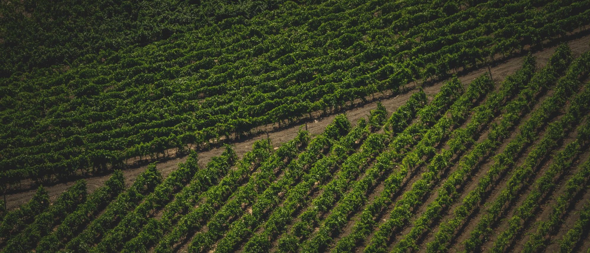 Rows of vines run across a sunlit vineyard, seen from above.