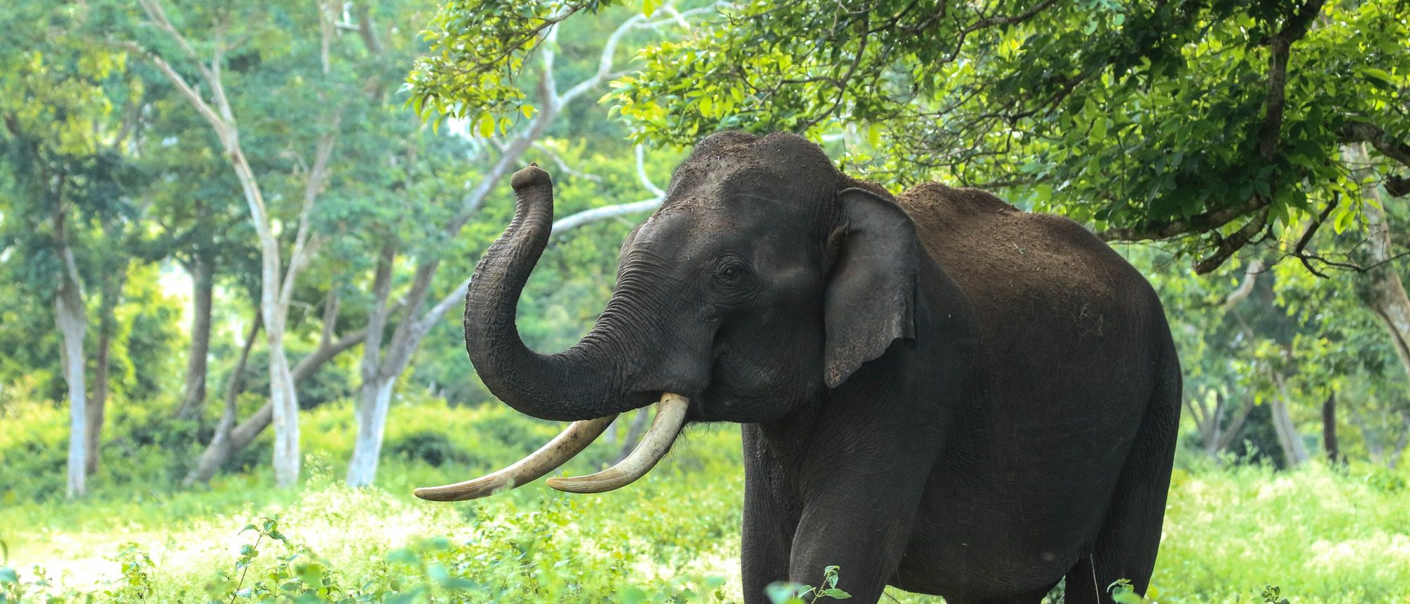 A wild Asian elephant stands among trees in the Bandipur forest in Karnataka.