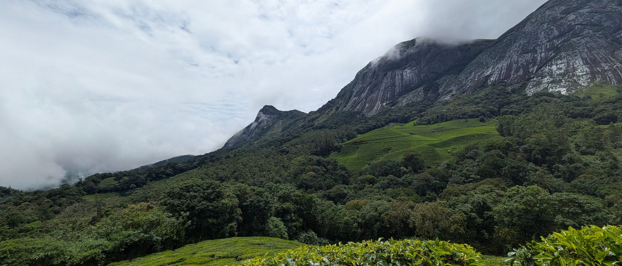 Rows of tea bushes covering the hills of Munnar under mountains and cloud.