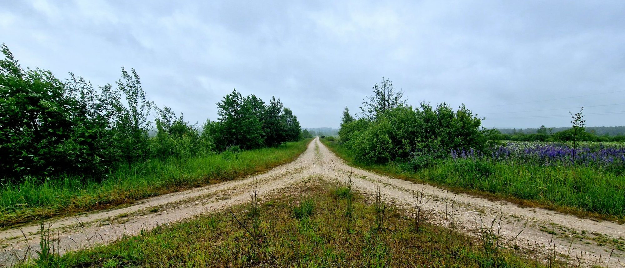A country dirt road splitting into two tracks between green fields under an overcast sky.