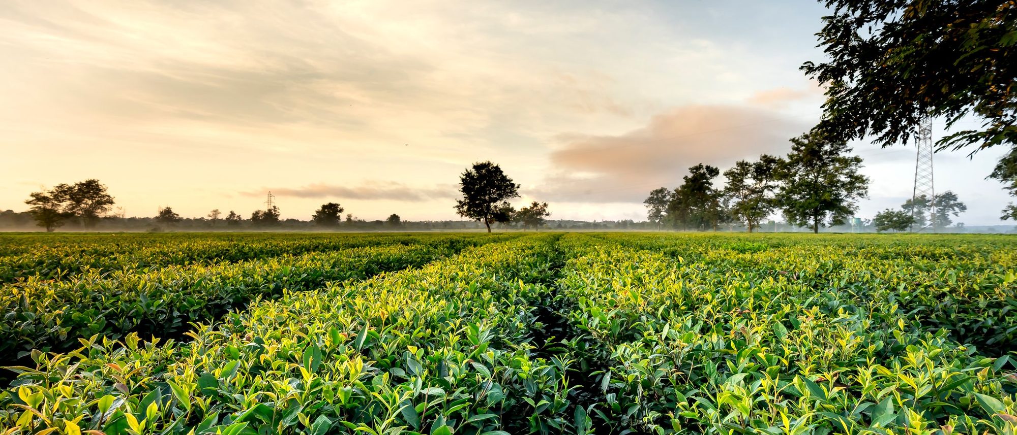 Rows of tea bushes run across a hillside under an evening sky.