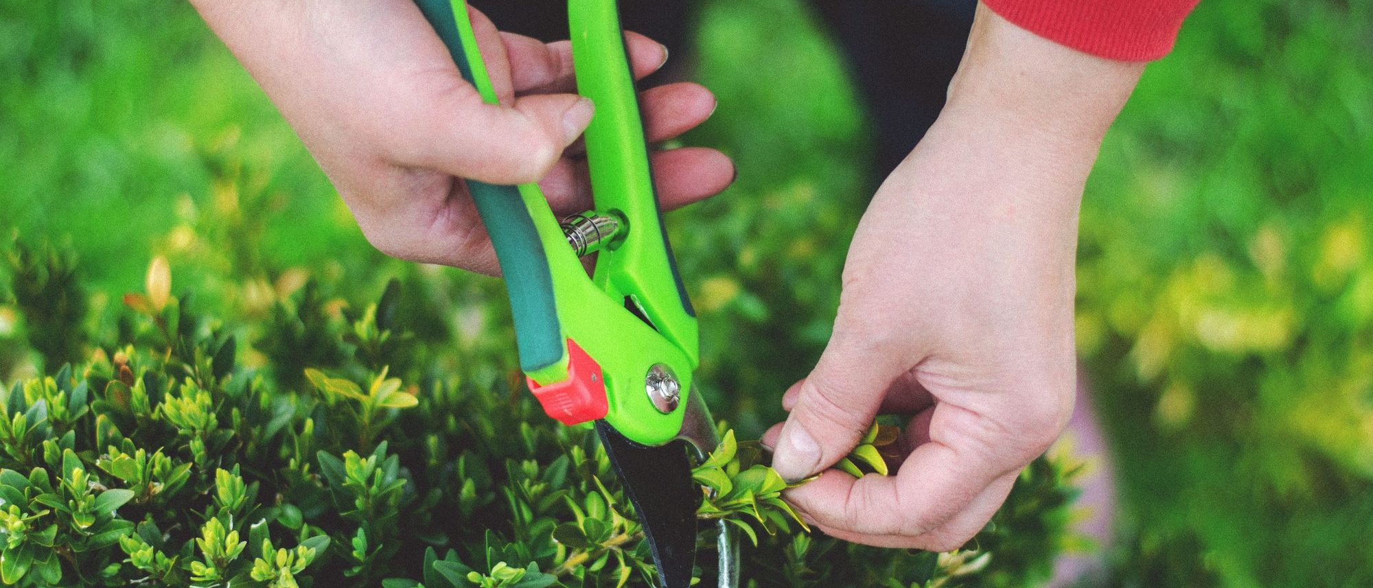 Hands use pruning shears to trim green growth in a garden.