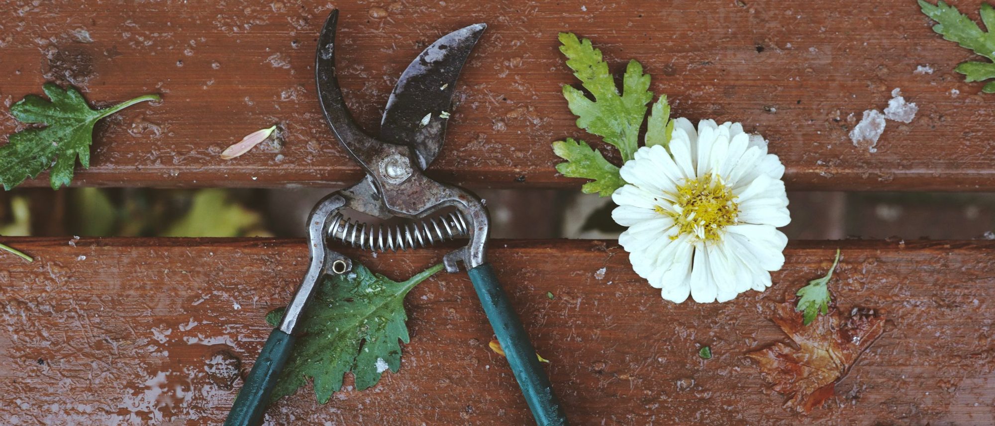 A pair of garden pruners beside a white zinnia and cut leaves on a wooden bench.