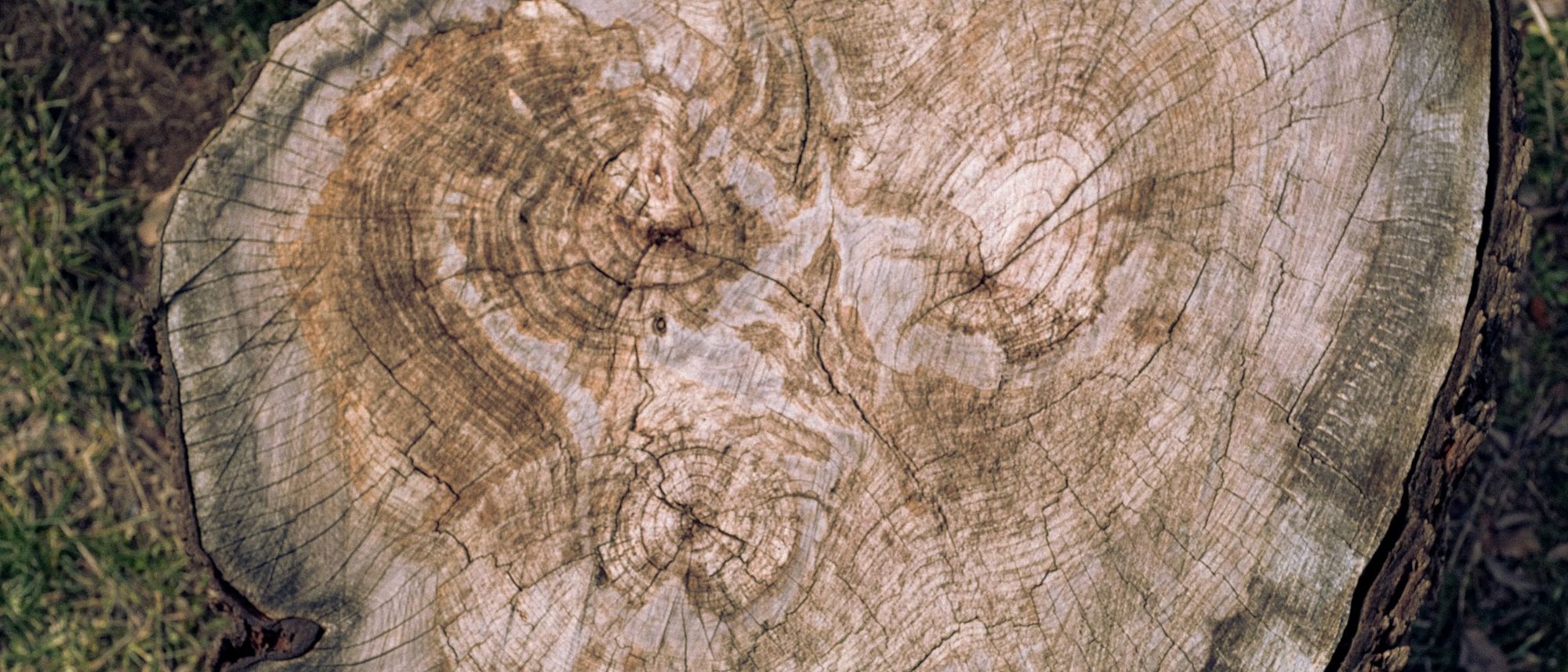 The cut face of a tree stump showing its annual growth rings.