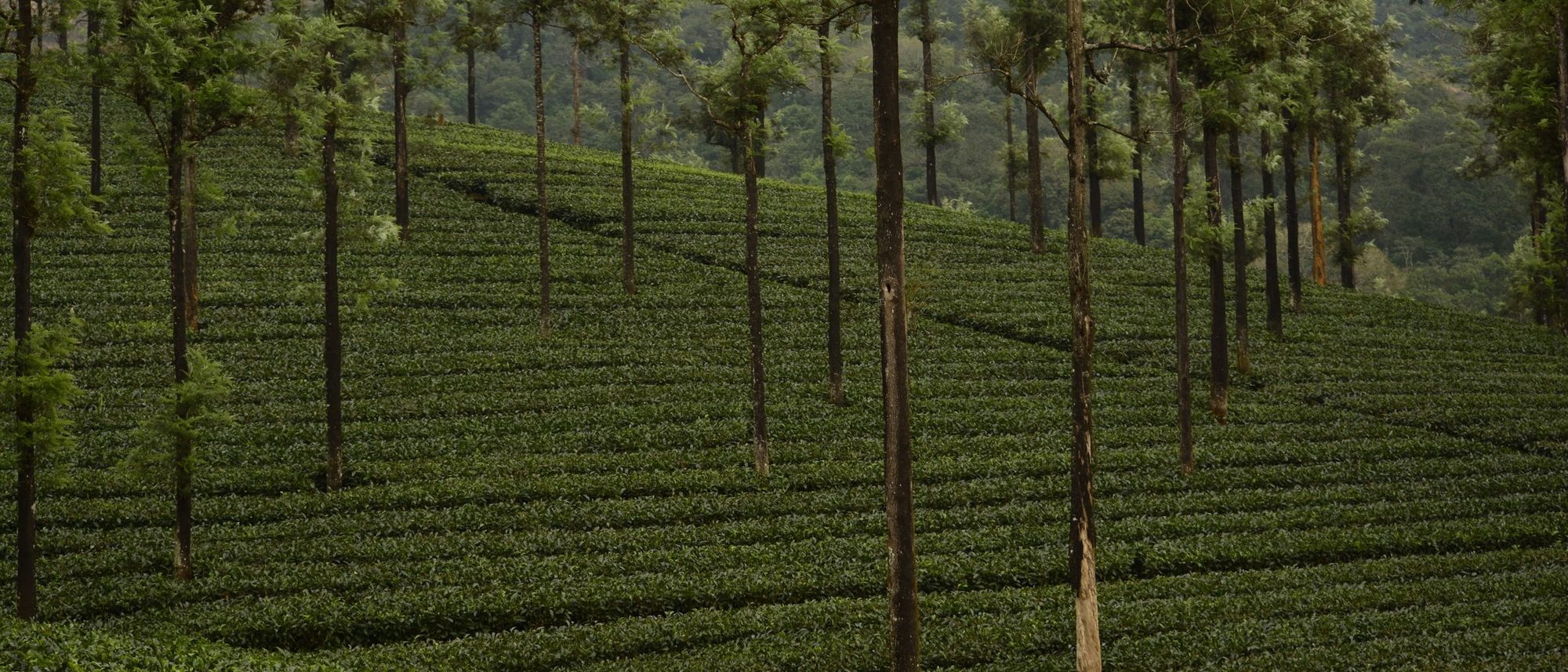 Neat rows of tea bushes under tall shade trees on a plantation in Valparai, Tamil Nadu.