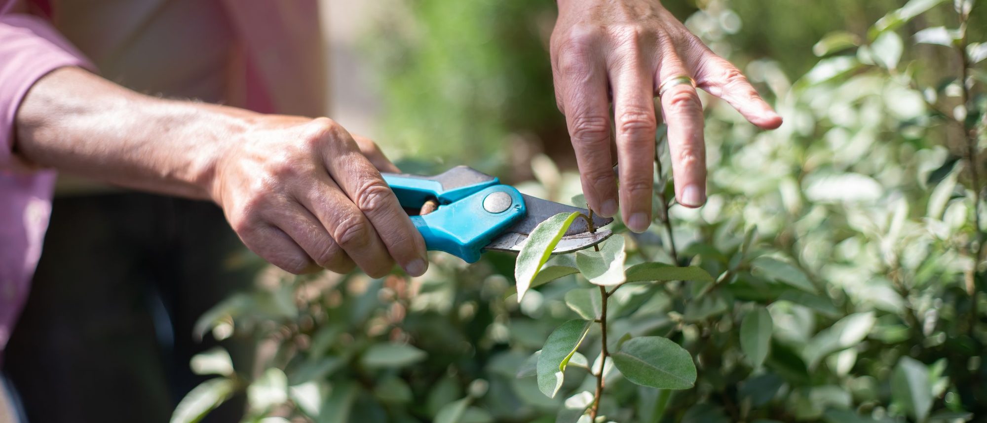 Hands cut a stem from a green plant with pruning shears in sunlight.