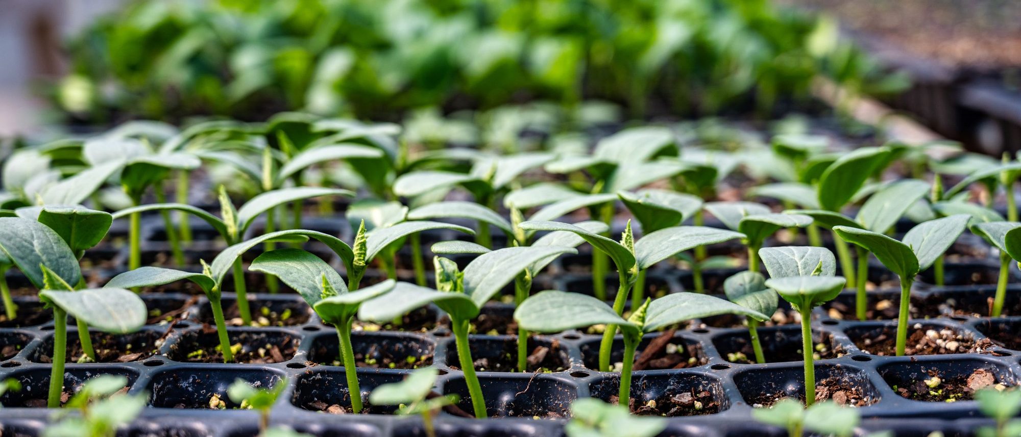 Rows of young seedlings grow in plastic seedling trays.