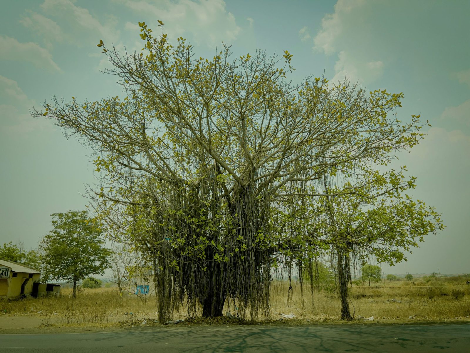 A sprawling banyan tree with a dense canopy and hanging roots.