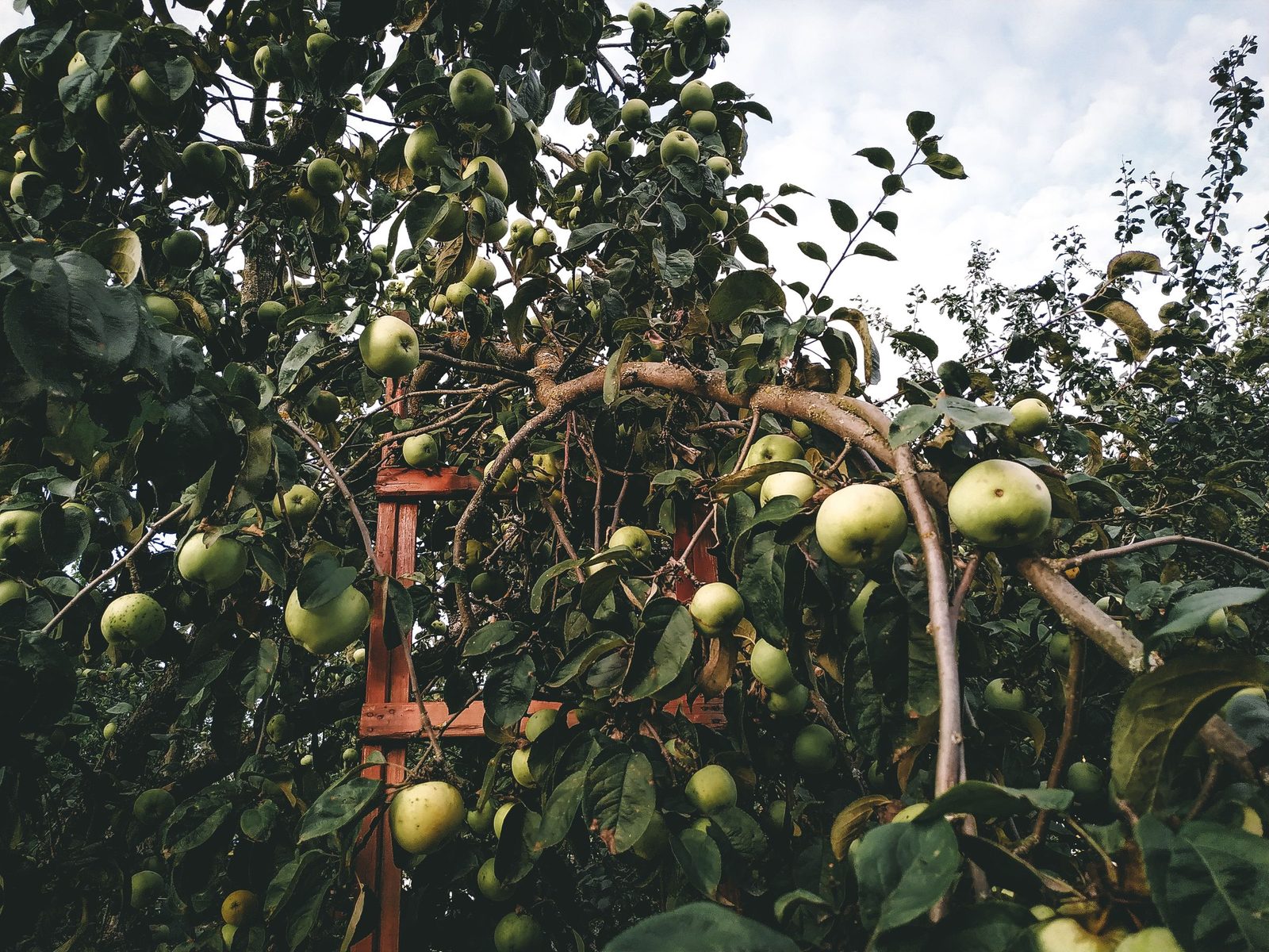 A wooden ladder leans into an apple tree hung with green apples.