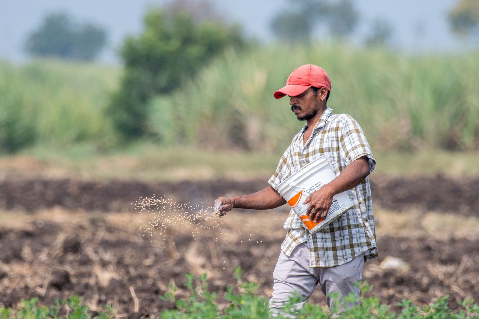 A farmer in a red cap sowing seed across a sunlit field near Pune.
