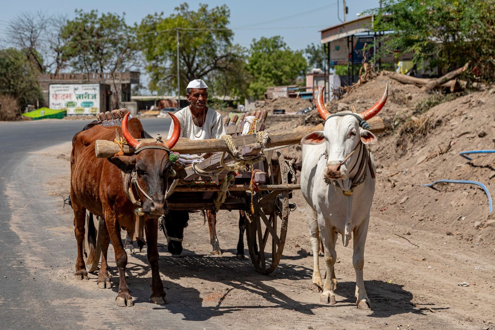 A farmer drives a bullock cart down a dusty road near Nashik in Maharashtra.