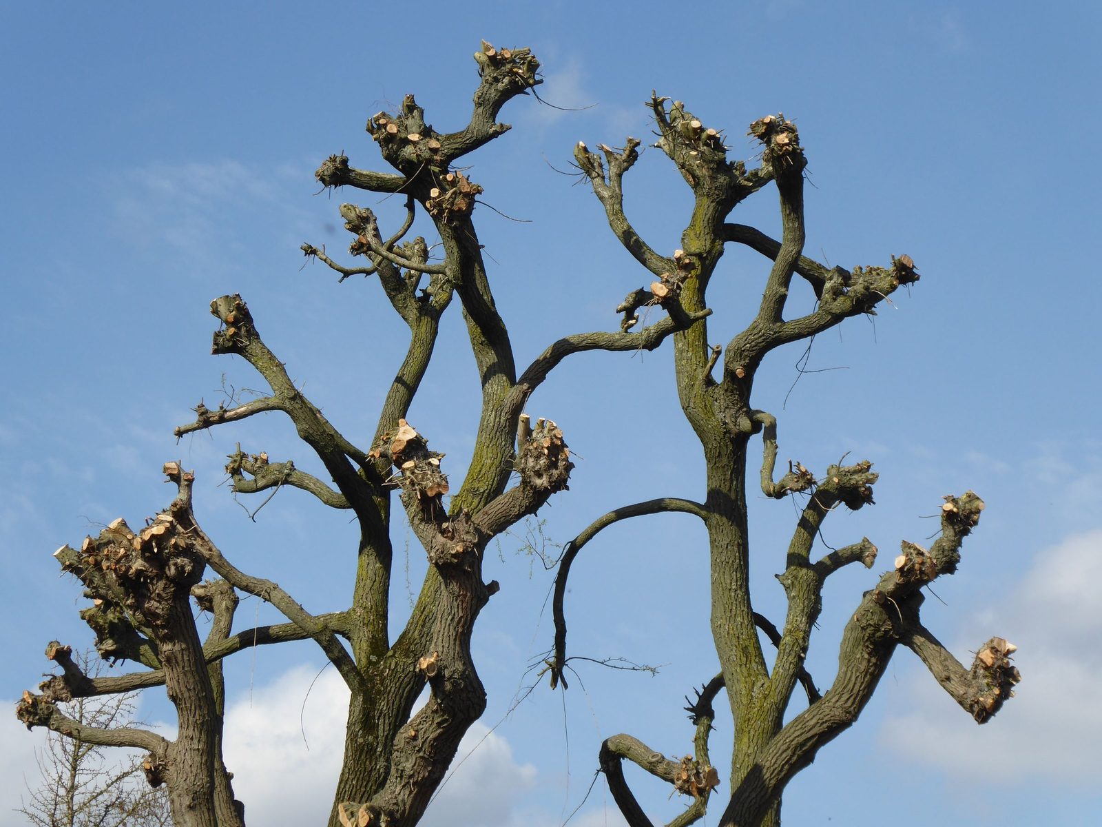 Heavily pruned tree branches silhouetted against a clear blue sky.