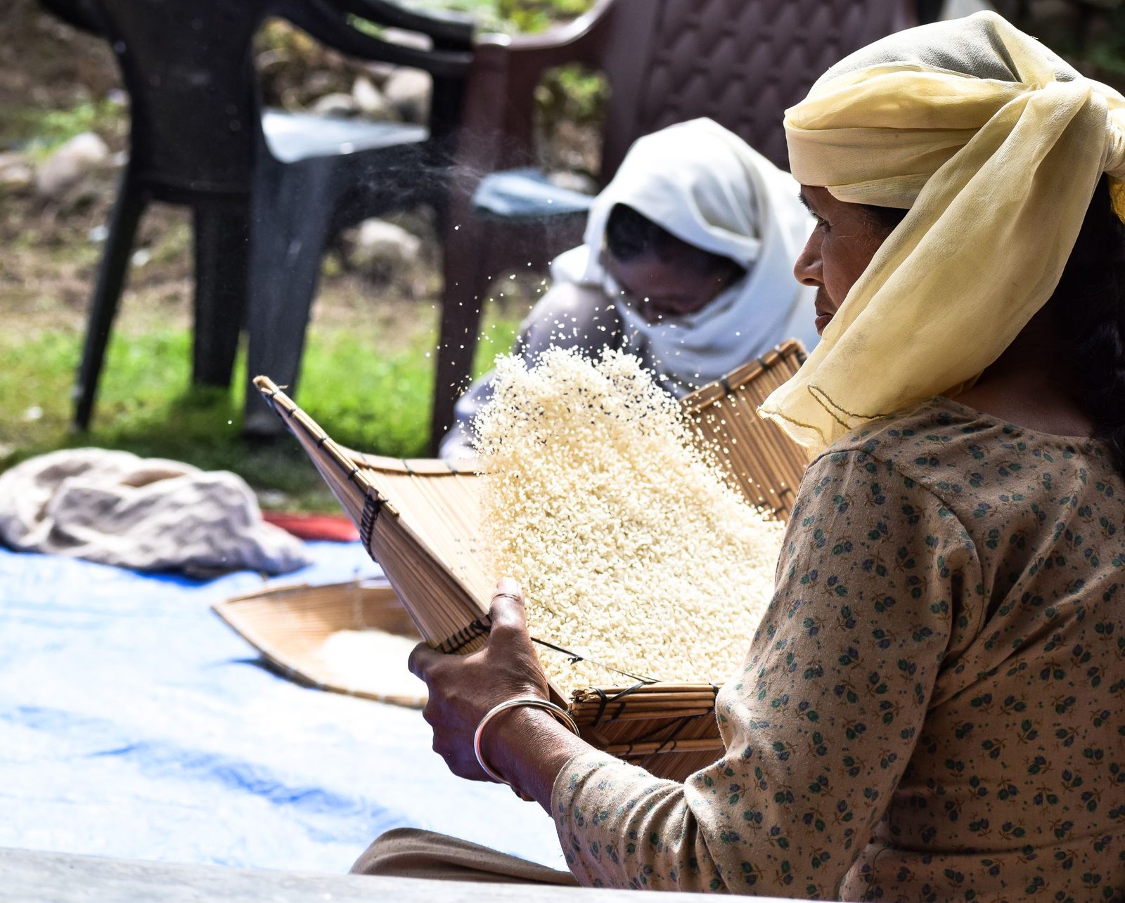 Women winnow rice outdoors tossing the grain from flat baskets so the chaff blows away.