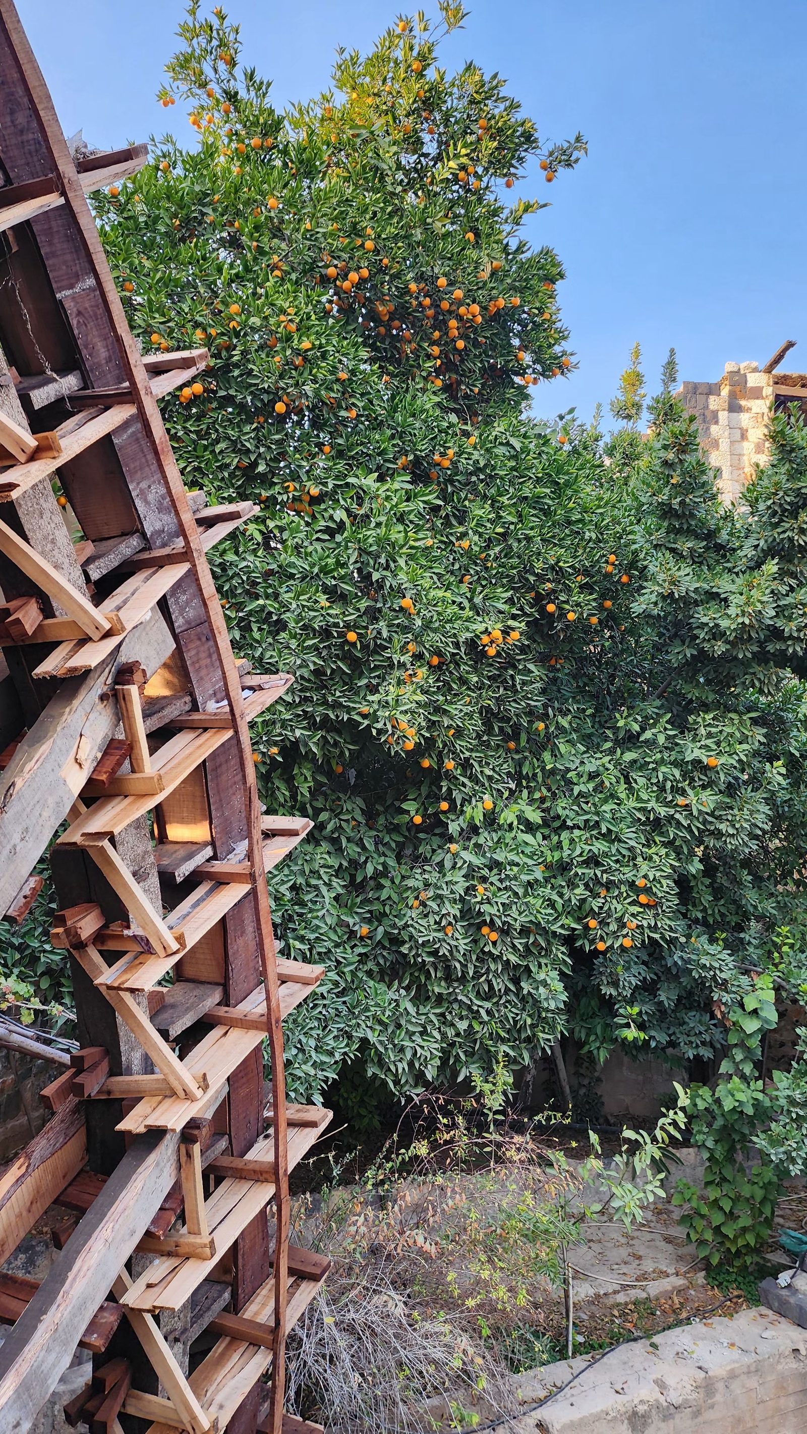 Wooden norias beside a citrus grove in Hama, lifting river water for irrigation.