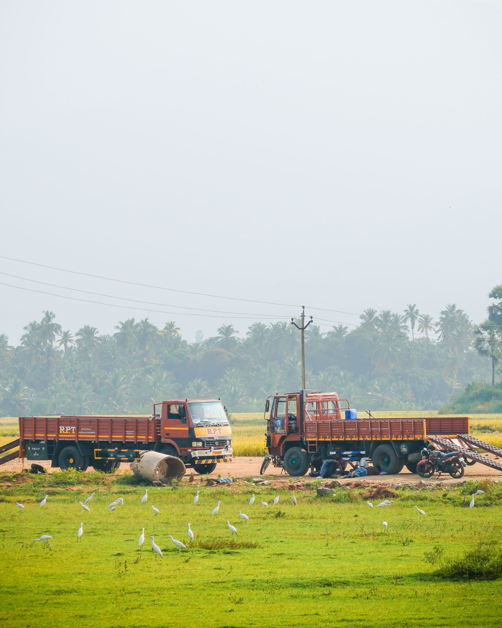 Trucks parked in a green field near Tenkasi with egrets in the grass.