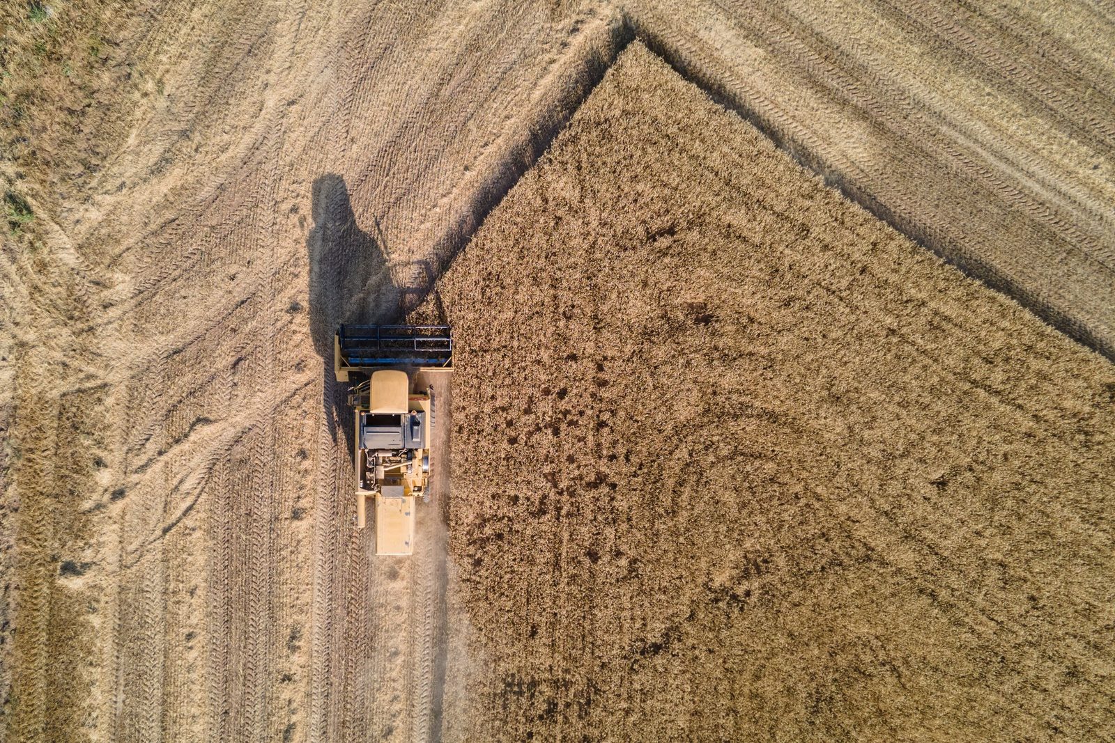 A combine harvester cuts a golden wheat field seen from directly above.
