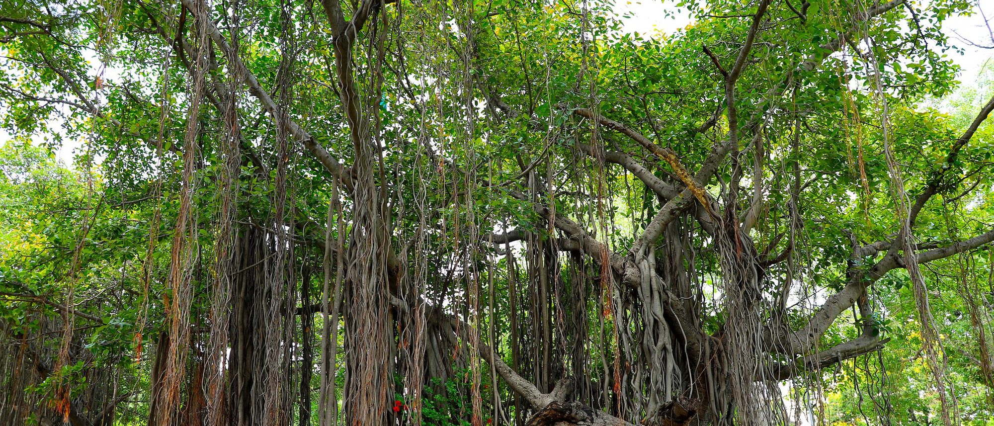 A broad banyan tree with hanging aerial roots stands alone in a green park.