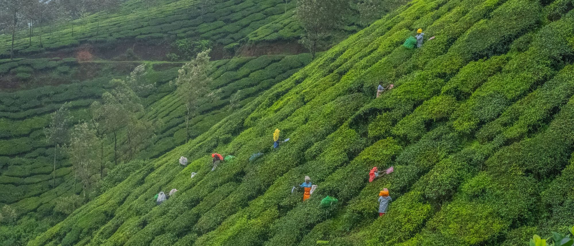 Workers pick tea among rows of bushes on the steep green slopes of a Munnar estate.