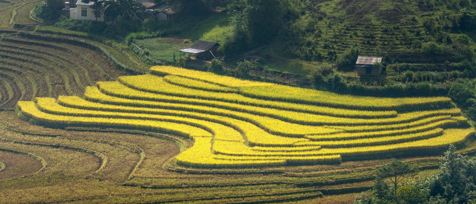 An aerial view of golden rice terraces stepping down a hillside around a village.