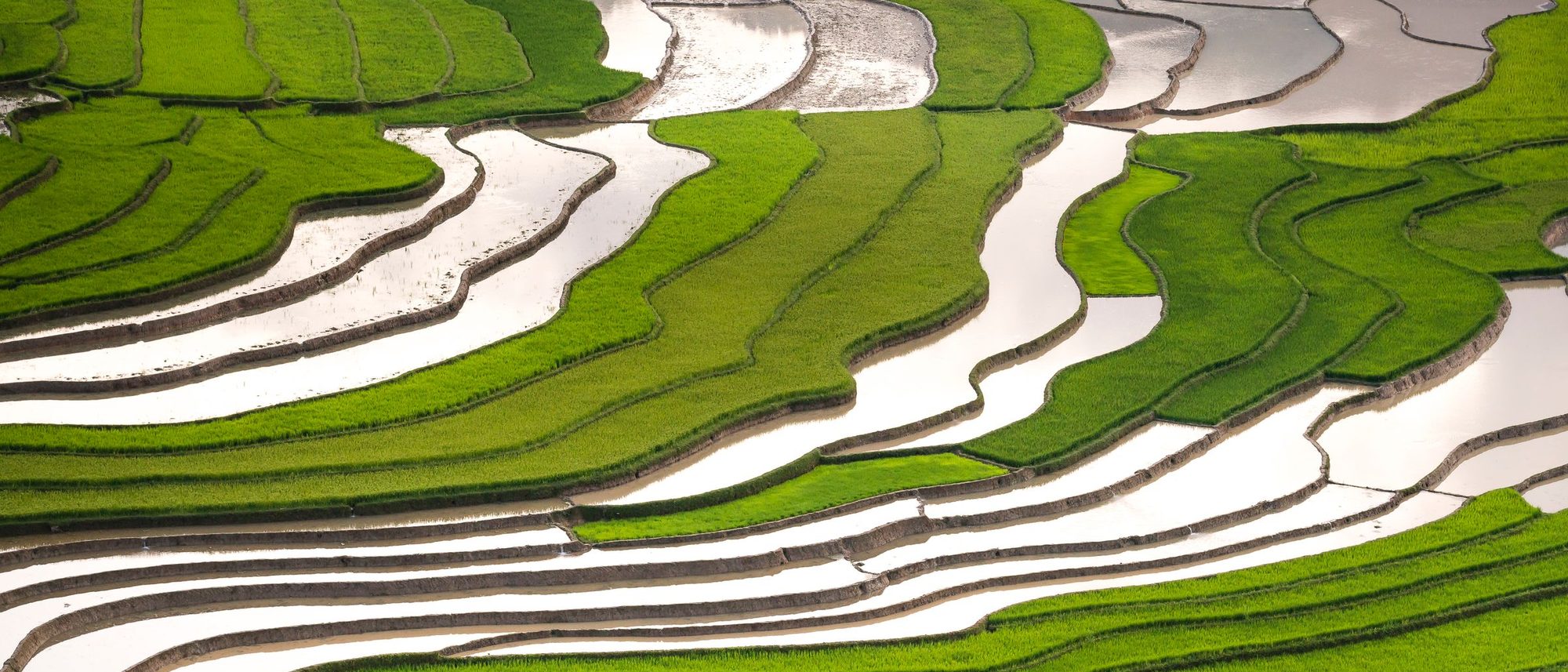 Green rice terraces step up a hillside in bright sunlight, seen from above.