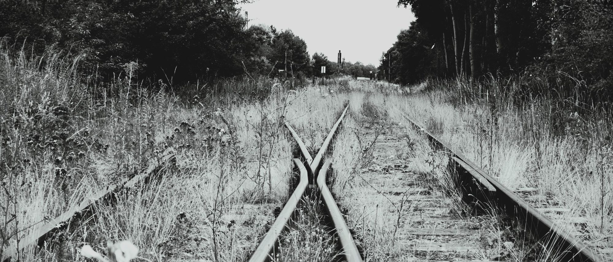 Overgrown railway tracks divide into two lines across open country in black and white.