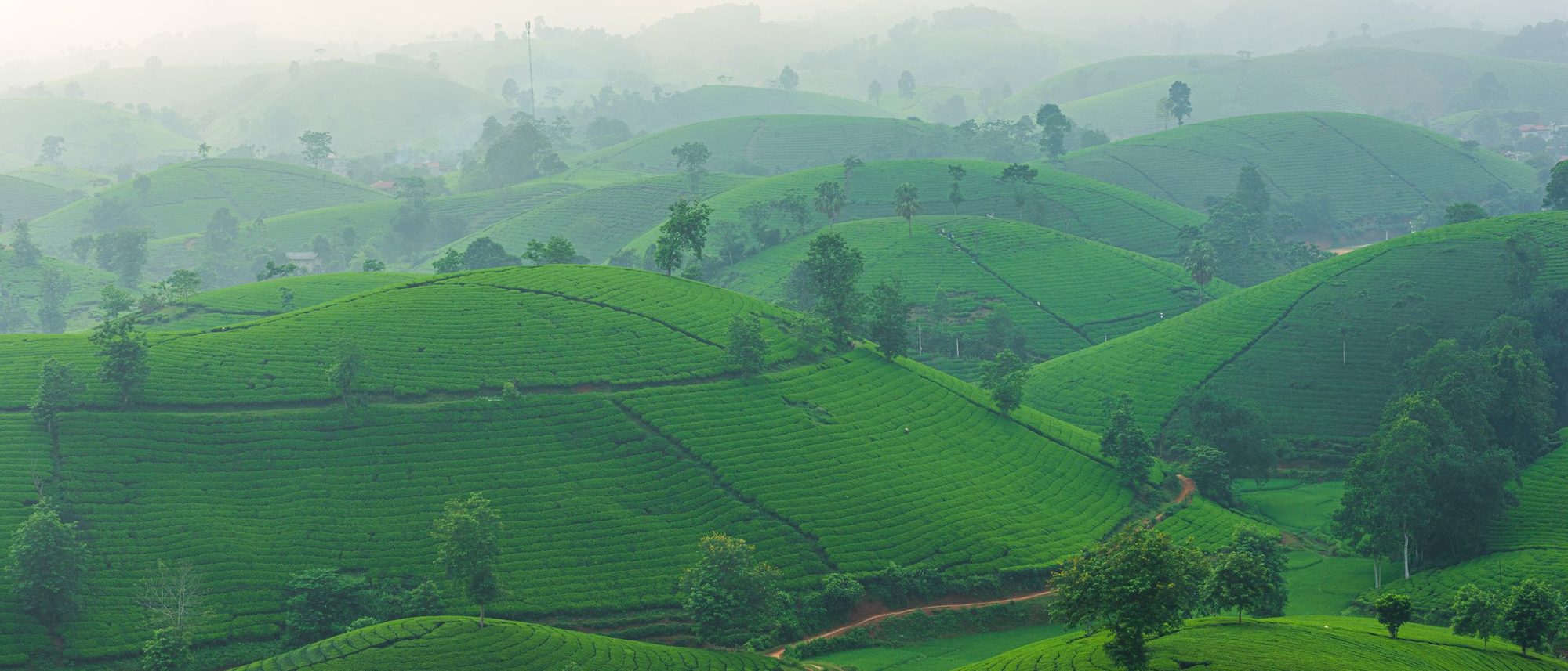Rows of tea bushes cover rolling hills under a misty morning sky.