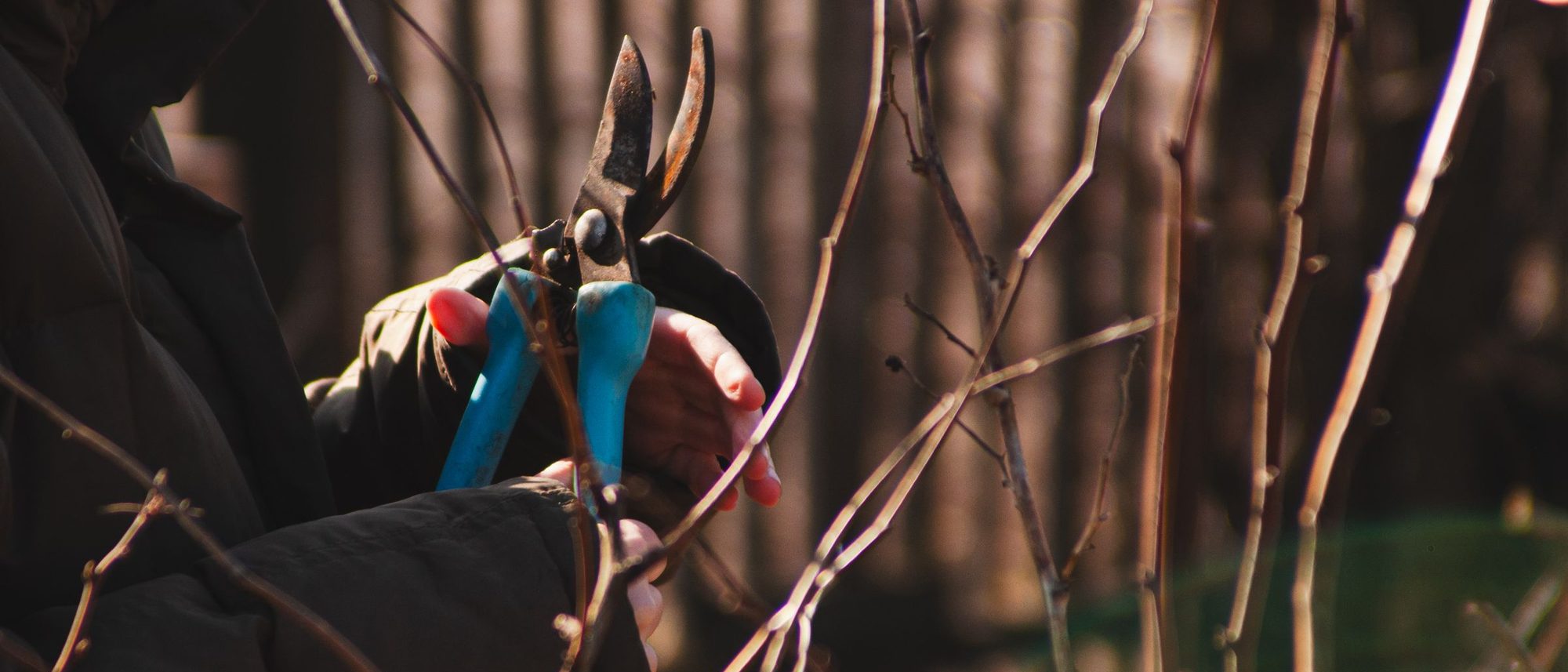 A gardener’s hand holds pruning shears beside a shrub in autumn light.