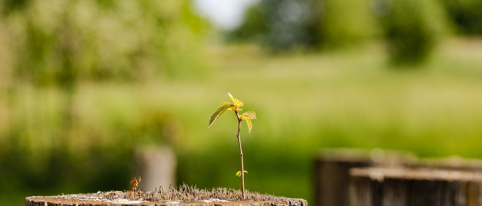 A young sprout growing from the top of an old tree stump in a green field.