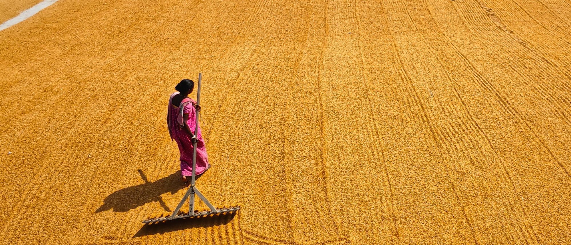 Seen from above, people spread harvested rice to dry on fields in Habra, West Bengal.