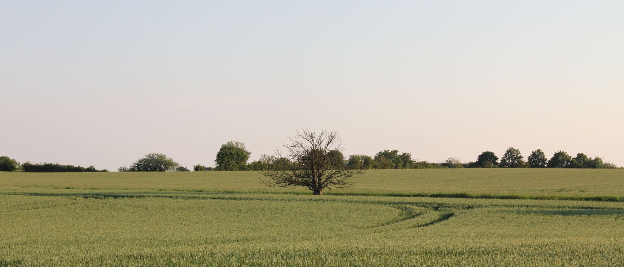 A single tree stands in a wide green field at dusk.