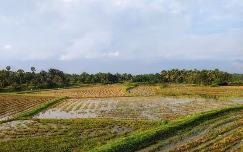 Green paddy fields in Kerala seen from above.