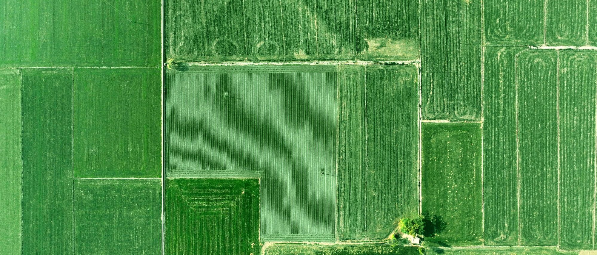 Green farmland in rural Punjab seen from above, divided into plots of different shades.